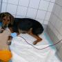 Dierenkliniek De Ark Terneuzen