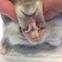 Dierenkliniek De Ark Terneuzen