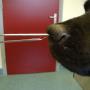 Dierenkliniek De Ark Terneuzen
