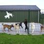 Dierenvakantieboerderij De Lofert