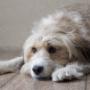 wilt u ook een tevreden hond?