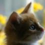 Hondenuitlaatservice Mandy's Animal Care