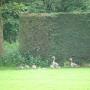 ganzen met jongen op asweide