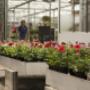 Tuincentrum Den Elsenhof