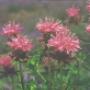 Plantentuin Esveld