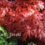 Plantentuin Esveld