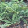 Plantentuin Esveld