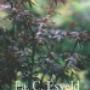 Plantentuin Esveld