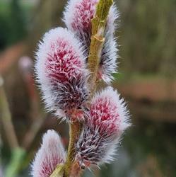 Plantentuin Esveld