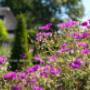 exclusief beplantingsplan