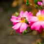 natuurrijke tuin met kruiden