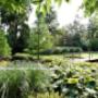landelijke tuin met koi vijver