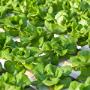 Food/Tuinbouw automatisering