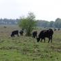 Recreatiepark Heidekamp
