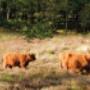 Drentse Wold Bungalowpark Het