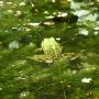 Groene Kikkert