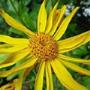 Homeopathiepraktijk R L vd Reijden