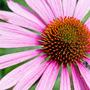 Alternatieve Artsenpraktijk voor Klassieke Homeopathie