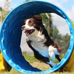 Alphense Honden Club