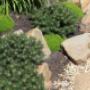 Natuurlijke tuin