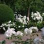 Blok entree tuin met rozen