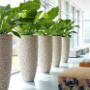 Indoor Plant Services bv