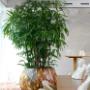 Indoor Plant Services bv
