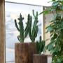 Indoor Plant Services bv