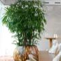 Indoor Plant Services bv