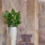 Indoor Plant Services bv