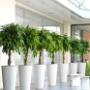 Indoor Plant Services bv