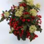 Skimmia 'Godries Little Ruby'