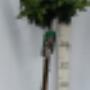 Viburnum tinus op stam