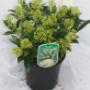 Skimmia 'Godries Dwarf Green'