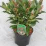 Skimmia jap. 'Rubella'