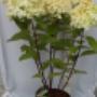 Hydrangea pan. 'Limelight'