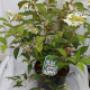 Viburnum plic. 'Watanabe'