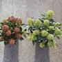 2 soorten dwerg Skimmia