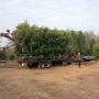 bomen vervoeren naar klant