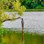 Kano's-Waterfietsenverhuur Amsterdamse Bos