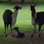 Dierenpark Kinderboerderij Kasteelpark Born