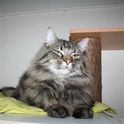 Kattenpension Poekie Haarlem