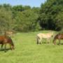 Kennemergaarde Manege