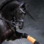 Koninklijke  Vereniging Het Friesch Paarden-Stamboek