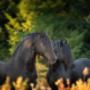 Koninklijke  Vereniging Het Friesch Paarden-Stamboek