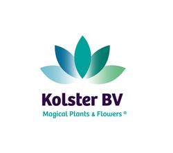 Kolster Bv