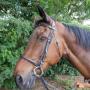 Stroombroek Manege