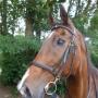 Stroombroek Manege