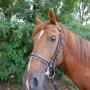 Stroombroek Manege