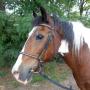 Stroombroek Manege